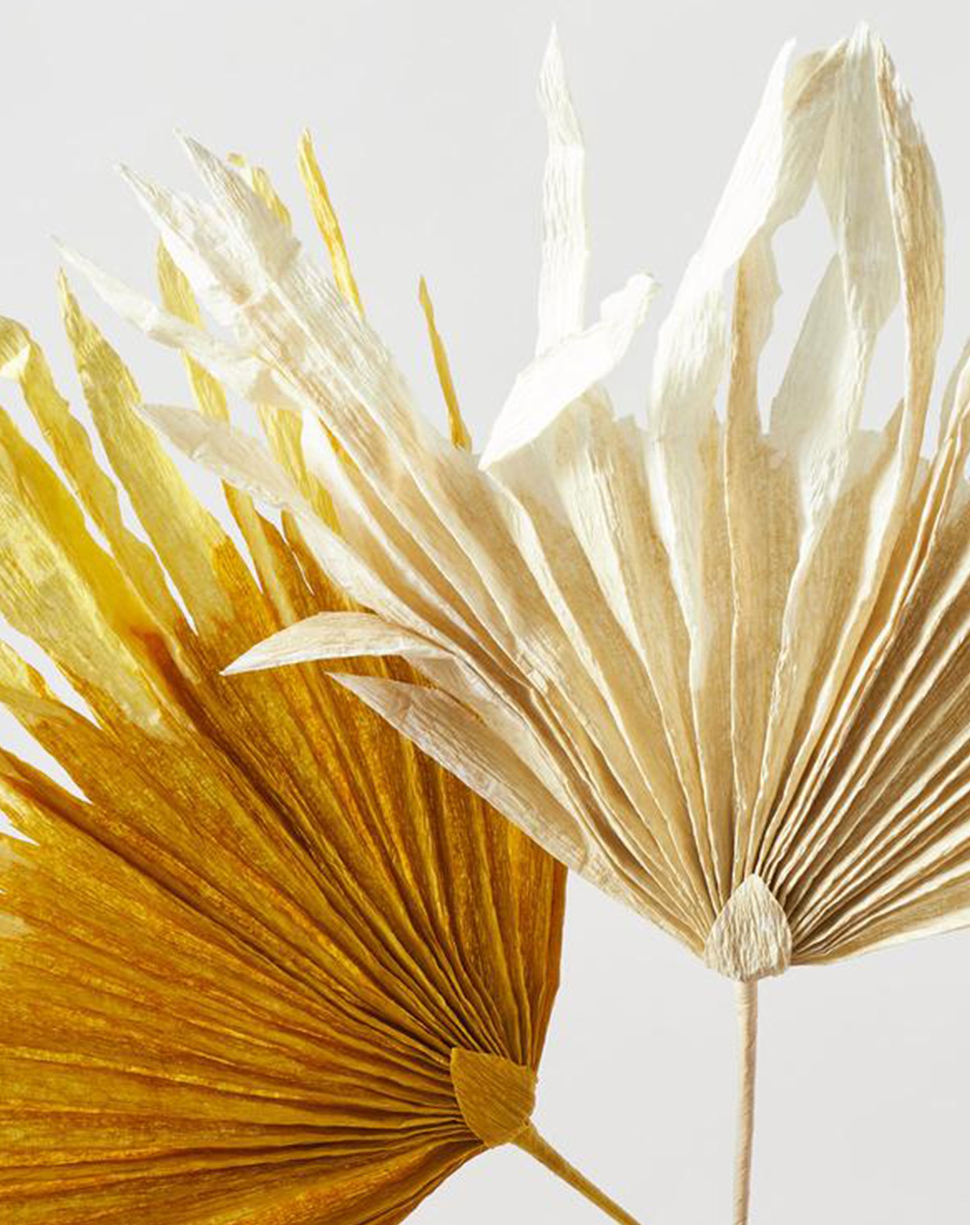 Papirblomst - Palm - Ochra