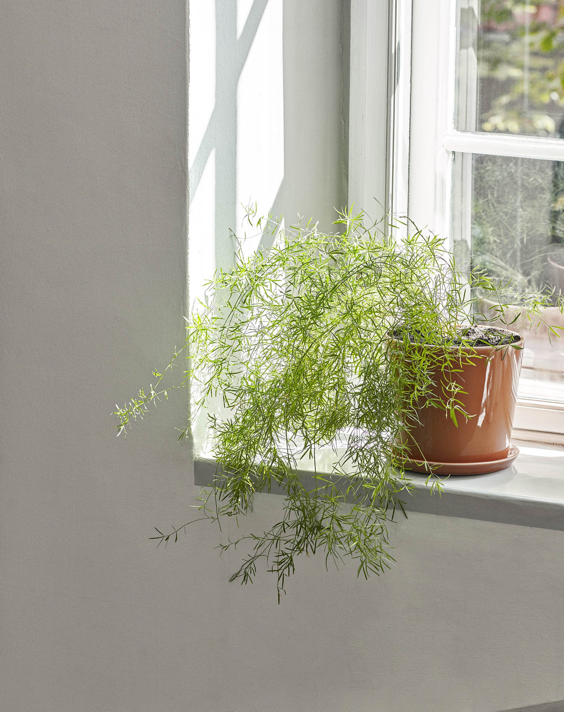 Botanical Family Urtepotte M - Caramel